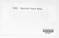 Puccinia fusca image